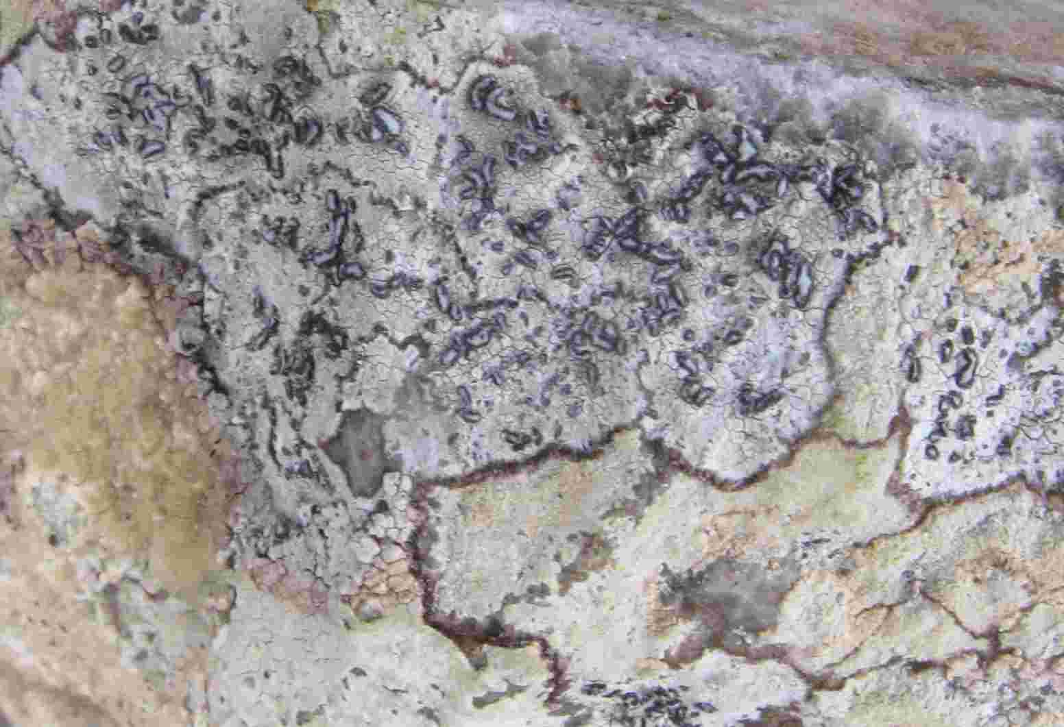 [Lecanographa dialeuca]